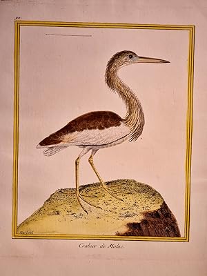 Seller image for Crabier de Malac. Altkolorierter Kupferstich nach Martinet, Blatt 911. Auf Bttenpapier aus: *Histoire naturelle des oiseaux*, ca. um 1780. for sale by Antiquariat Friederichsen