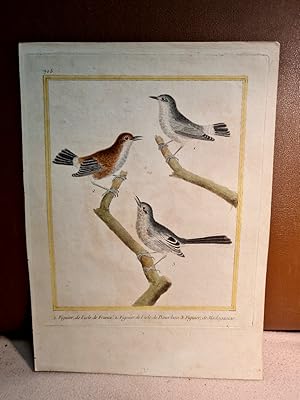 Bild des Verkufers fr Figuier, de l'Isle de France - Figuier de l'Isle de Boubon - Figuier, de Madagascar. Altkolorierter Kupferstich nach Martinet, Blatt 705 auf Bttenpapier aus: *Histoire naturelle des oiseaux*. zum Verkauf von Antiquariat Friederichsen