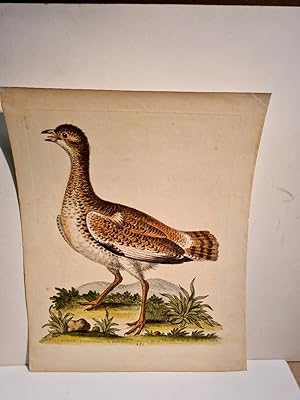 Otis minor, Canne-Petiere, the field duck. Altkolorierter Kupferstich aus *A natural history of u...