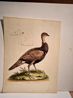 A bird supposed to be bred between a Turkey and a Pheasant. Drawn and etched from life, May 1760*...