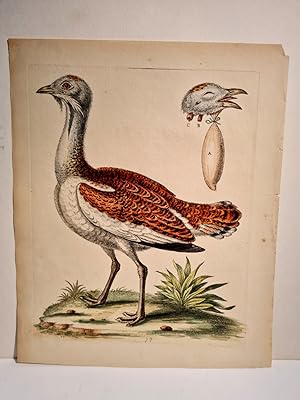 Pheasant (?). Altkolorierter Kupferstich aus *A natural history of uncommon birds*.