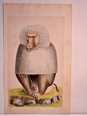 Hamadryas baboon, Papio hamadryas ( Hamadryas-Pavian ). Der altkolorierte Kupferstich ist am Unte...