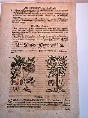 Von Welschen Pimpernüßlen: Pistacien ( Pistazien ). Originale Buchseite mit altkoloriertem Holzsc...