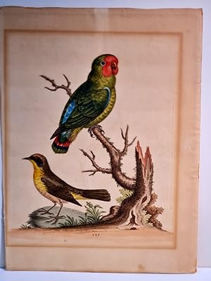 Papagei und Vogel. Altkolorierter Kupferstich auf Büttenpapier, Blattnummer 237 aus dem Jahre 1774.