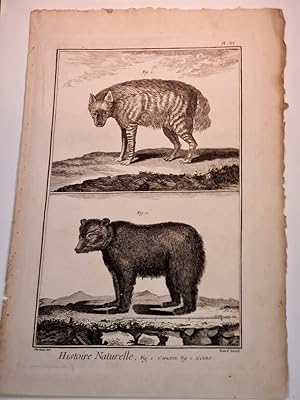 Hyene ( = Hyäne ) + L`Ours ( = der Bär ): Kupferstich von Benard nach Martinet aus " Histoire Nat...