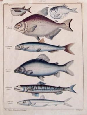 7 Darstellungen auf einem Blatt (1.Blattlachs (Sternoptyx) 2. Beilfisch (Garsteropelecus) 3. Säge...