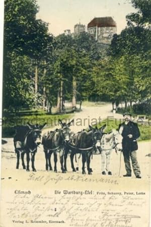 Eisenach - Die Wartburg-Esel: Fritz, Schurry, Peter, Lotte