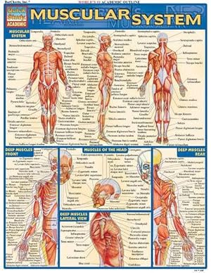 Seller image for Muscular System (Loose Leaf) for sale by Grand Eagle Retail
