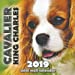 Imagen del vendedor de Cavalier King Charles 2019 Mini Wall Calendar [Soft Cover ] a la venta por booksXpress