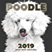 Imagen del vendedor de Poodle 2019 Mini Wall Calendar [Soft Cover ] a la venta por booksXpress