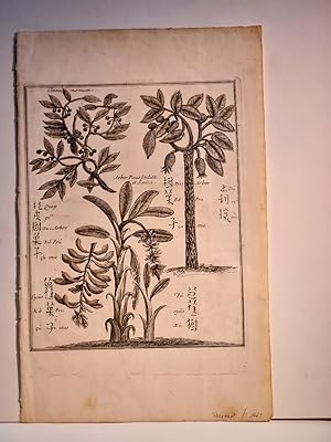 Arbor Ficus India et Sinica / Cinnamomum / Bananen. Originaler Kupferstich auf Büttenpapier um 16...