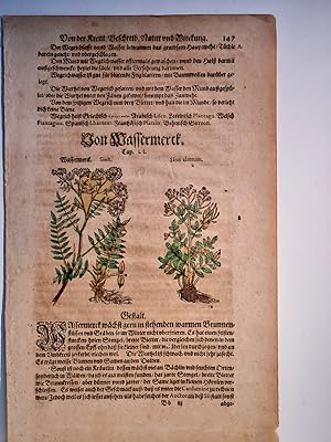 Bild des Verkäufers für Wassermerck. Originale Buchseite mit altkoloriertem Holzschnitt mit Text aus dem Kräuterbuch um 1550 auf Büttenpapier. zum Verkauf von Antiquariat Friederichsen