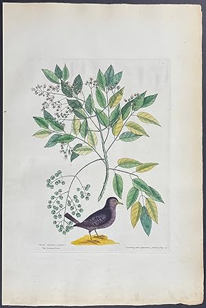 Ground Dove with Pellitory or Tooth-Ach Tree