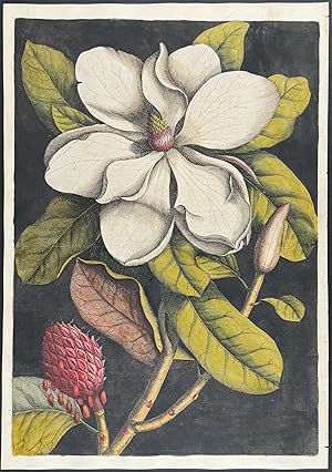 Laurel-Tree of Carolina (Magnolia)