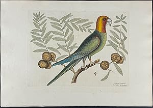 Parrot of Carolina (Carolina Parrot, extinct) with Cypress of America