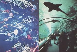 Dolphin Shark Maro Kouri Underwater Photographer 2x Postcard s