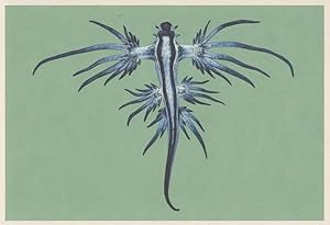 Seller image for Blue Dragon Sea Fish Slug Glaucus Atlanticus Painting Postcard for sale by Postcard Finder