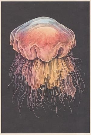 Seller image for Lions Mane JellyFish Pacific Ocean Arctic Fish Painting Postcard for sale by Postcard Finder