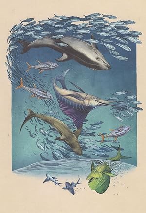 Blue Flying Fish Silky Shark Pacific Herring Tuna Fish Painting Postcard