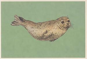 Seller image for Harbour Common Seal Phoca Vitulina Painting Postcard for sale by Postcard Finder