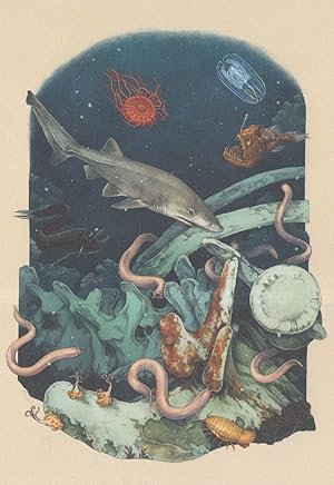Atolla Jellyfish Bluntnose Sixgill Shark Humpback Angel Fish Painting Postcard