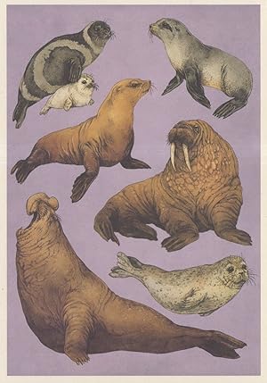 Seller image for Ribbon Seal With Pup Fur California Sea Lion Harbour Elephant Fish Postcard for sale by Postcard Finder