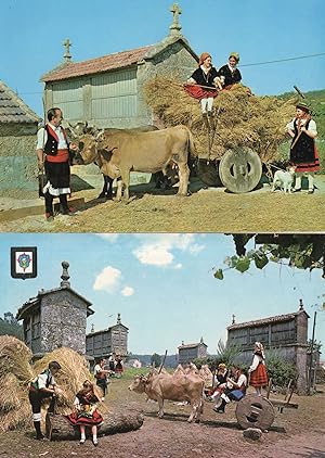 Spanish Cow Bull Farming Horse Power Transport 2x 1980s Postcard s