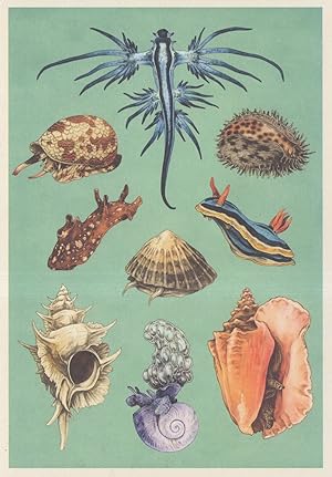 Textile Cone Fish Blue Dragon Tiger Cowrie Sea Hare Limpet Painting Postcard