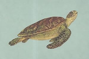 Seller image for Green Ocean Sea Turtle Reptile Painting Postcard for sale by Postcard Finder