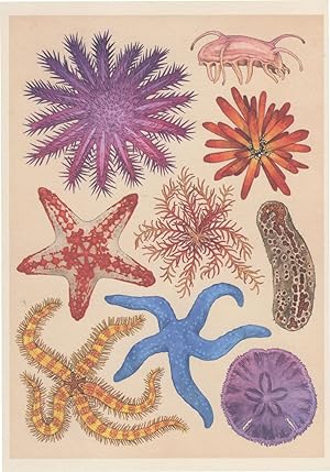 Seller image for Rare Starfish Crown Of Thorns Sea Pig Red Slate Pencil Knobbed Fish Painting Postcard for sale by Postcard Finder