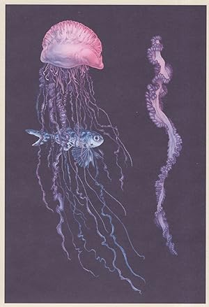 Seller image for Portuguese Man Of O' War Atlantic Ocean Fish Painting Postcard for sale by Postcard Finder