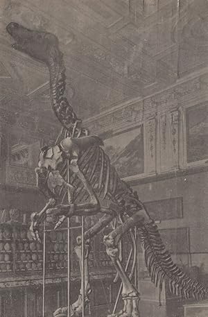 Iguanodon Dinosaur in Wien Germany Staatsmuseum Old Postcard