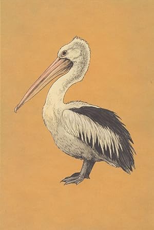 Australian Pelican Pink Bill Bird Pelecanidae Family Painting Postcard