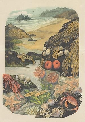 Bladder Wrack Fish Beadlet Anemone Two Spotted Goby Starfish Shone Crab Postcard