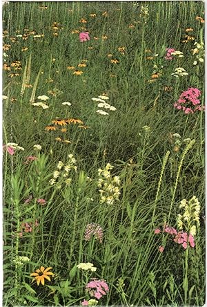 Imagen del vendedor de Wild Plants in Flower: The Prarie Swell and Swale a la venta por Mom's Resale and Books