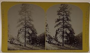 Bild des Verkufers fr Yellow Pine, Colorado Plateau. No. 87 (Colorado River Series) zum Verkauf von Ken Sanders Rare Books, ABAA