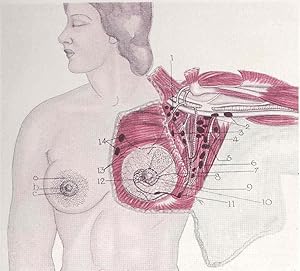 Seller image for Plastic surgery of the breast and abdominal wall. [Anatomy, histology; Embryology; Histophysiology; Historical, developmental and comparative considerations; Physiology of the breast; Folklore surrounding the female breast; Racial characteristics; Congenital anomalies of the breast; Hypertrophies of the female breasts; Etiology, symptoms, course and complications of breast hypertrophies; Gynecomastia; Indications and contraindications for reconstructive surgery of the female breast; The technic of plastic operations for hypertrophy and penulosity of the female breast; Scars and keloids; Amastia, hypomastia and inequality of the breasts; Diseases of the nipples; Reconstructive surgery of the abdominal wall] for sale by Joseph Valles - Books