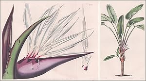 "Strelitzia Augusta. Great White Strelitzia. Tab. 4167, 4168" - South America Südamerika / Pflanz...