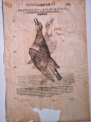 Koppriegerle: Seite 459-460 aus der *Ornithologiae hoc est* um 1600 mit 2 Holzschnitten *Kopprieg...