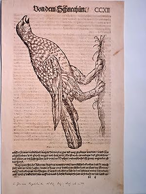 Vogelbuch: Hieraus das Einzelblatt CCXII *Von dem Schneehun* ( Schneehuhn ), wohl um 1582 gedruck...