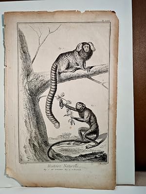 Tamarin ( = kleine Seidenaffe ) + L`Oulstiti: Kupferstich von Benard nach Martinet aus " Histoire...