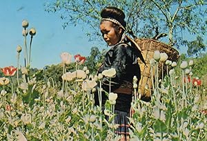 Opium Poppy Plants Growing Thailand Meo Tribe Girl Postcard