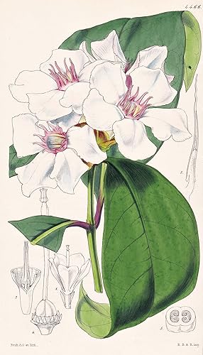 Bild des Verkufers fr Roupellia Grata. Cream-fruit. Tab. 4466" - Sierra Leone / Pflanze Planzen plant plants / flower flowers Blume Blumen / botanical Botanik botany / aus "Curtis's Botanical Magazine; or Flower-Garden Displayed" zum Verkauf von Antiquariat Steffen Vlkel GmbH