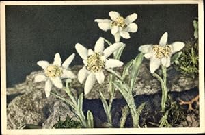 Ansichtskarte / Postkarte Edelweiß, Leontopodium alpinum