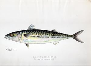 Common Mackerel (Scomber Scombrus)