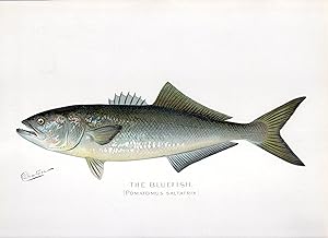 The Bluefish (Pomatomus Saltatrix)