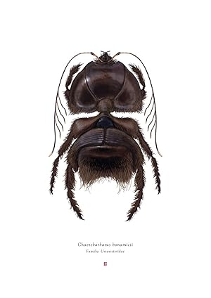 'Chaetebarbatus Bonamicii' Deluxe Large Format Limited Edition