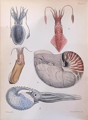 A Popular History of the Mollusca; Comprising a Familiar Account of their Classification, Instinc...