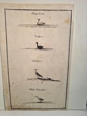 Bild des Verkufers fr Krieg-Ente / Blsser / Kiebitzer / Wasser-Schnepfger. Kupferstich auf dnnem Bttenpapier aus: *Der Vollkommene Teutsche Jger* um 1735. zum Verkauf von Antiquariat Friederichsen