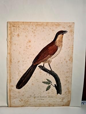 Le Coucal houhou male. Altkolorierter Kupferstich um 1800 auf Papier, Blattnummer 219.